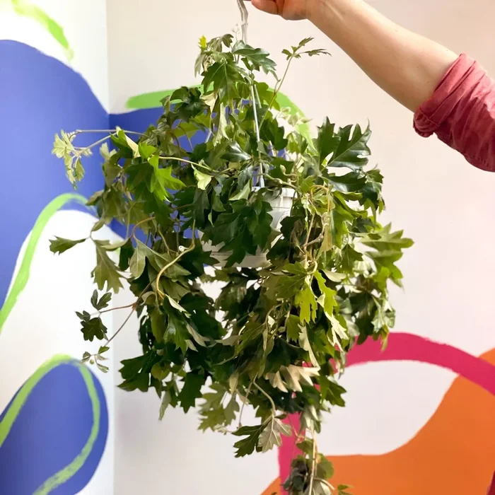 Cissus rhombifolia ‘Ellen Danica’ – Grape Ivy