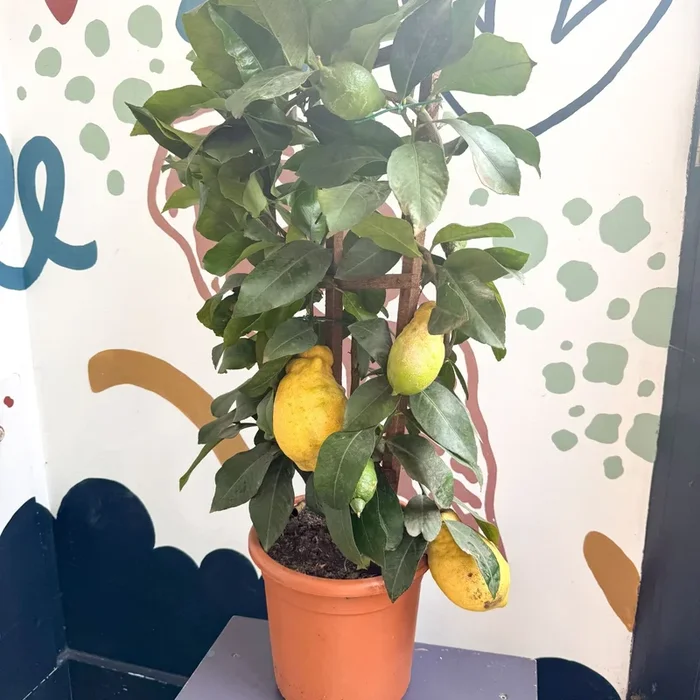 Citrus × limon – Lemon Tree