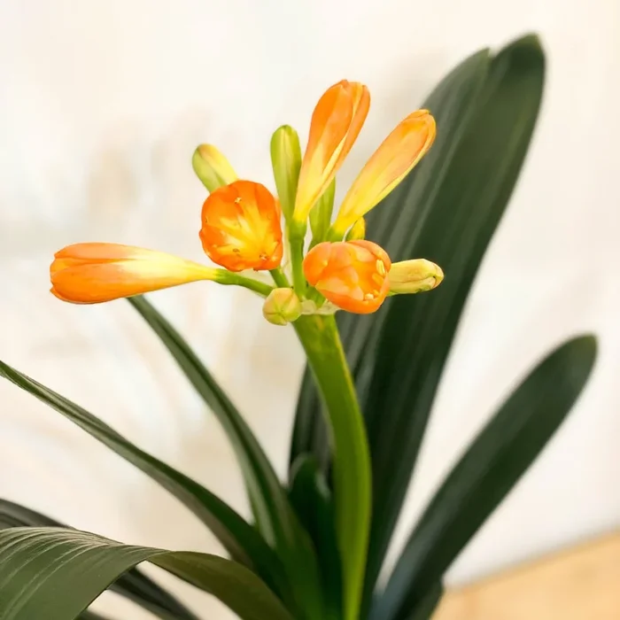 Clivia miniata – Bush Lily