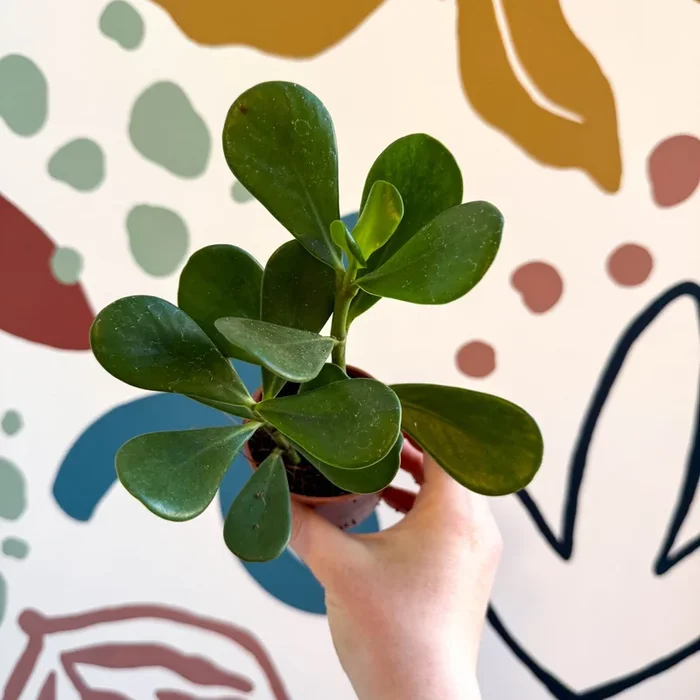 Clusia rosea – Autograph Tree