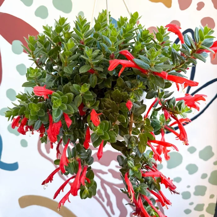 Columnea ‘Krakatau’ – Goldfish Plant