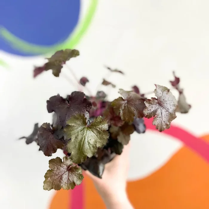 Coral Bells – Heuchera ‘Indian Summer – Black Pearl’- Herbaceous Perennial