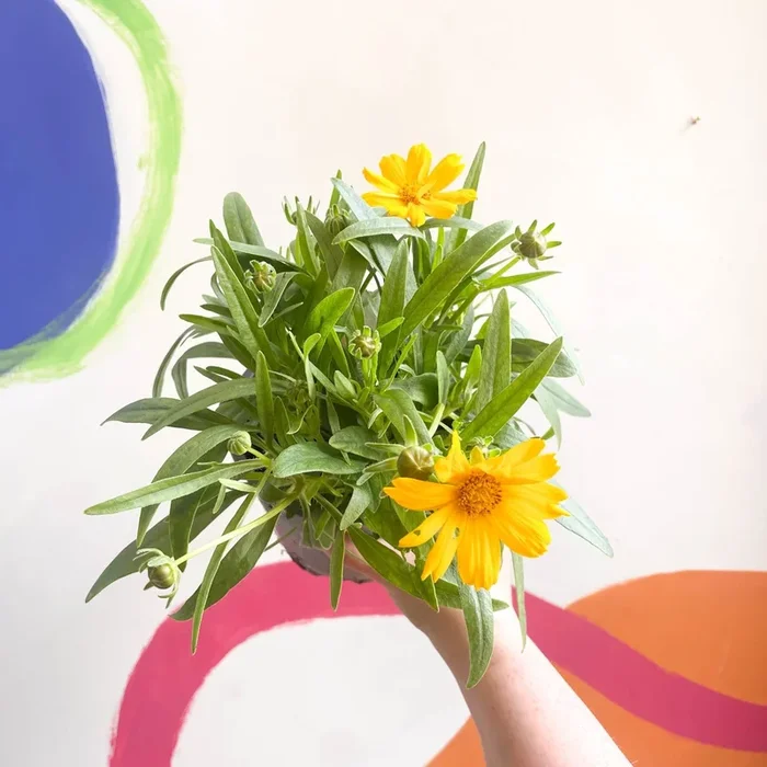 Coreopsis grandiflora ‘Single Gold’ [British Grown Herbaceous Perennial]