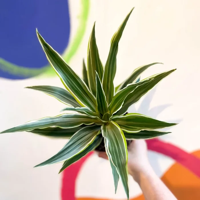 Corn Plant – Dracaena fragrans ‘Surprise’