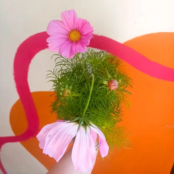 Cosmos bipinnatus ‘Apollo Pale Pink’ [British Grown]