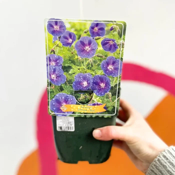 Cranesbill – Geranium × johnsonii ‘Johnson’s Blue’ – Perennial