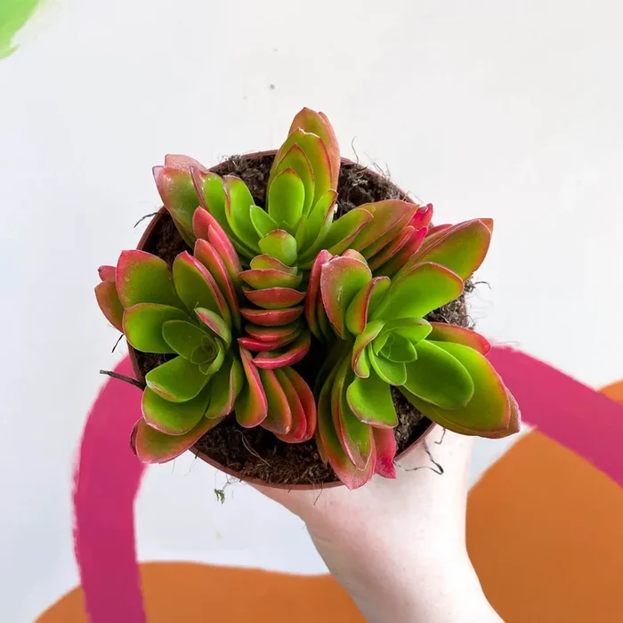 Crassula capitella ‘Campfire’