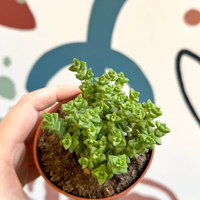 Crassula rupestris ssp. commutata ‘Tom Thumb’