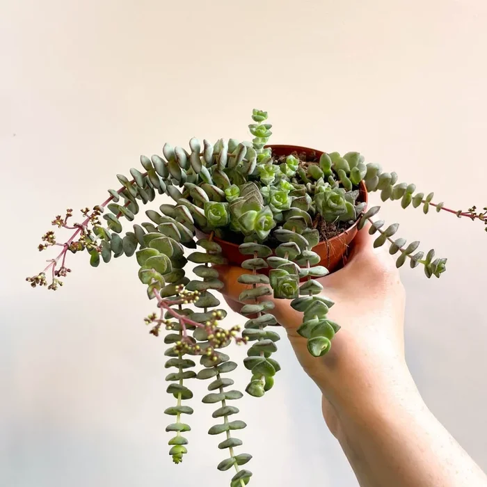 Crassula x rupestris f. marnieriana ‘Hottentot’ – Jade Necklace