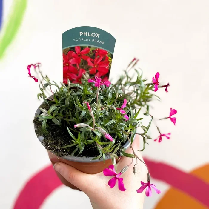 Creeping Phlox – Phlox subulata ‘Scarlet Flame’ – British Grown Evergreen Perennial Alpine