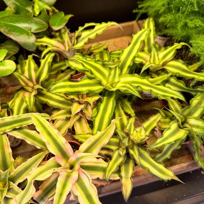 Cryptanthus bivittatus – Earth Star Plant Lucky Dip