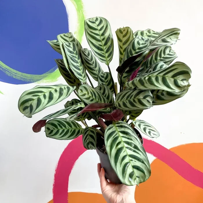 Ctenanthe burle-marxii – Fishbone Prayer Plant