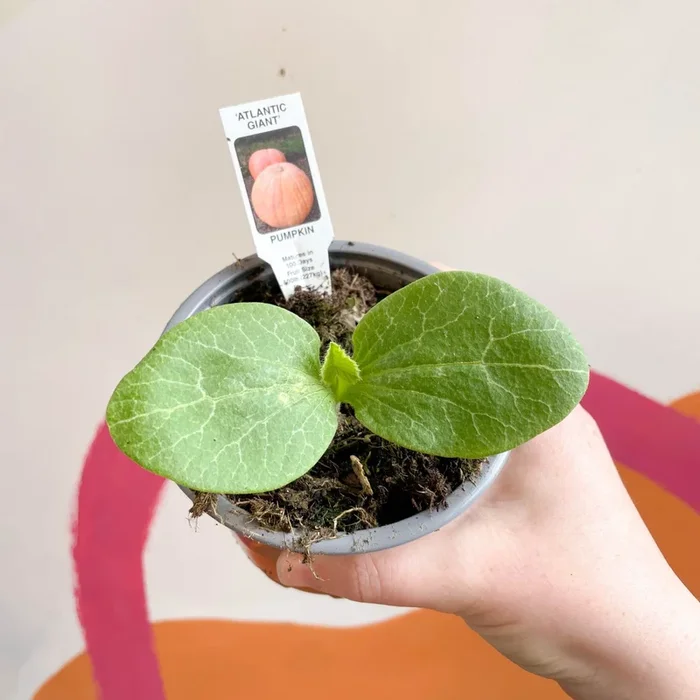 Cucurbita pepo ‘Atlantic Giant’ – Pumpkin [British Grown]