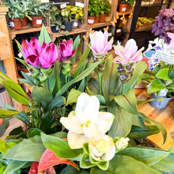 Curcuma – Hidden Ginger / Siam Tulip