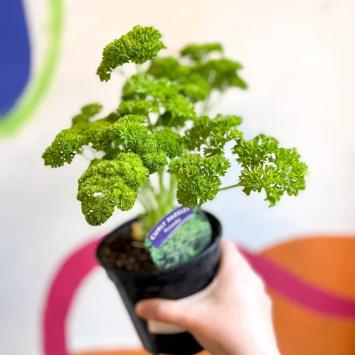 Curly Parsley – Petroselinum crispum ‘Frisado’ – British Grown Culinary Herbs