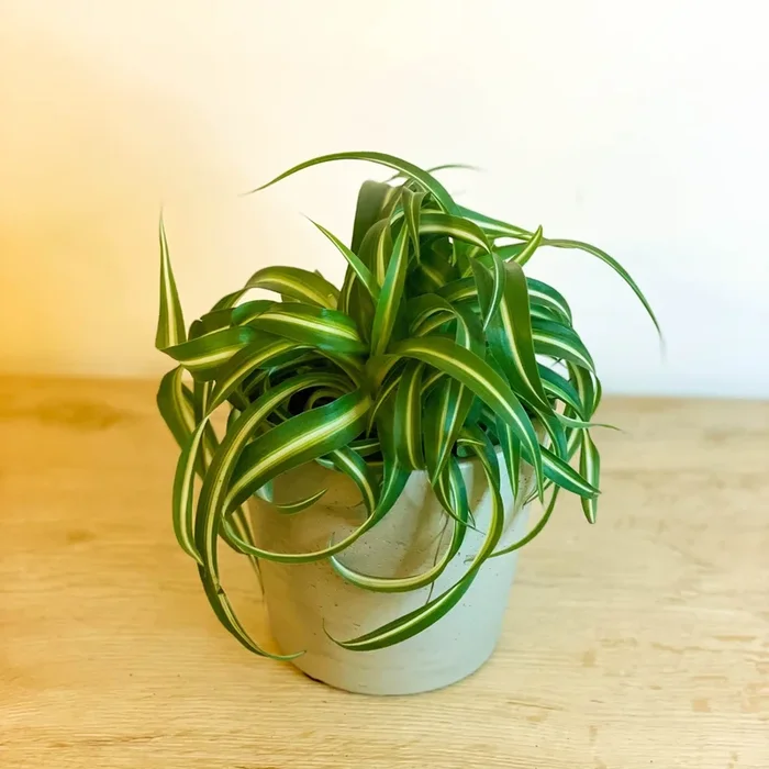 Curly Spider Plant – Chlorophytum comosum ‘Bonnie’
