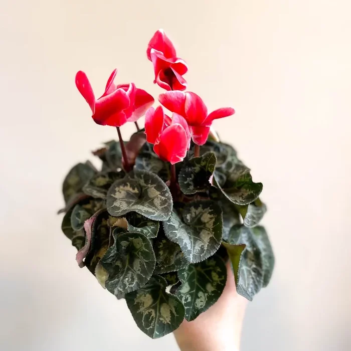 Cyclamen ‘Red Wine’ – British Grown
