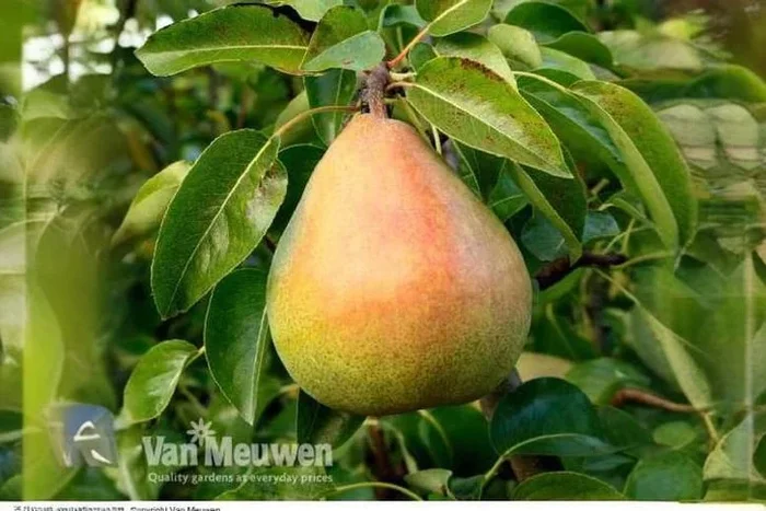 Delightfully Dwarf Pear Tree – Doyenne Du Comice