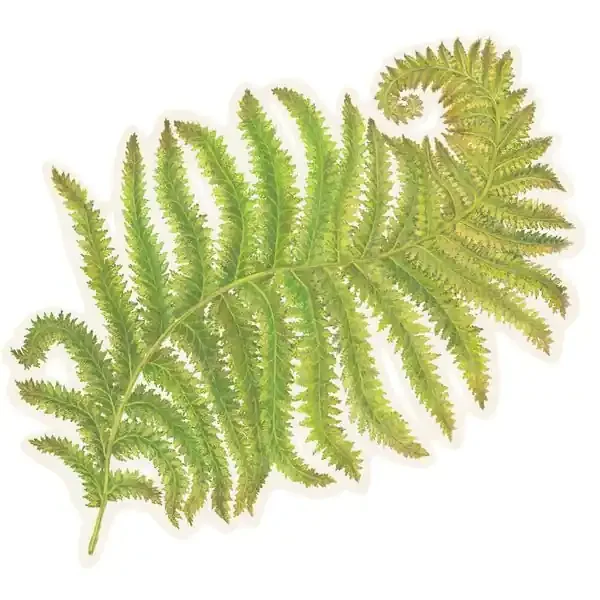 Die-Cut Placemats Fern