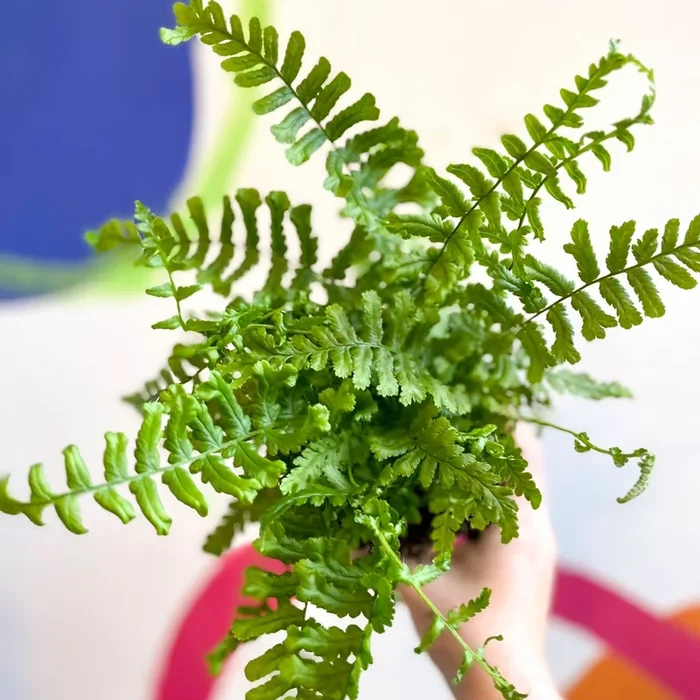 Dryopteris affinis ‘Cristata The King’ – Scaly Male Fern [Hardy Semi-evergreen]