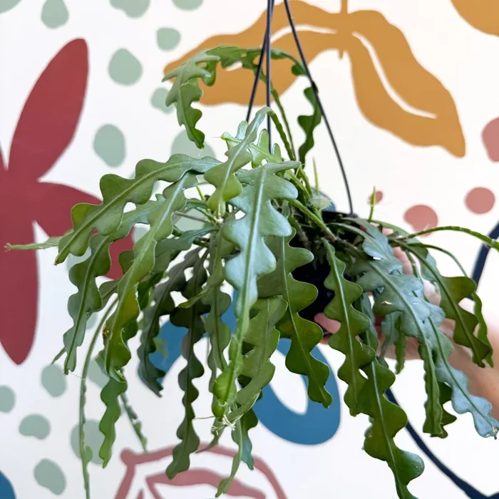 Epiphyllum anguliger – Fishbone Cactus