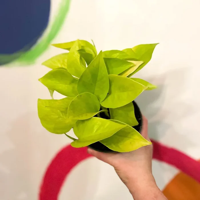 Epipremnum aureum ‘Neon’ – Neon Pothos