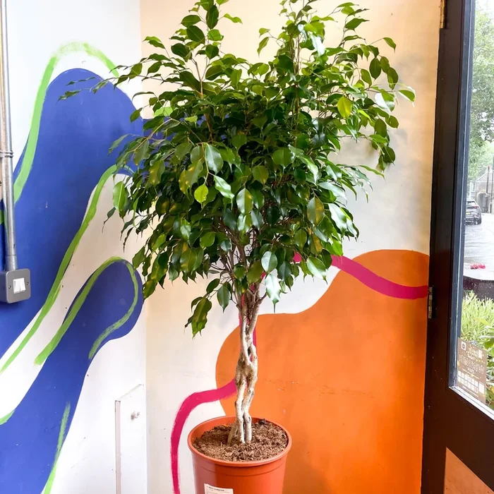 Ficus benjamina ‘Exotica’ – Weeping Fig