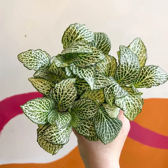 Fittonia argyroneura ‘White Anne’