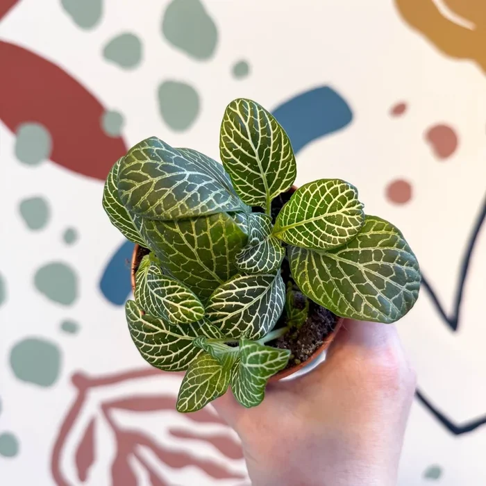 Fittonia verschaffeltii ‘Bianco Verde’