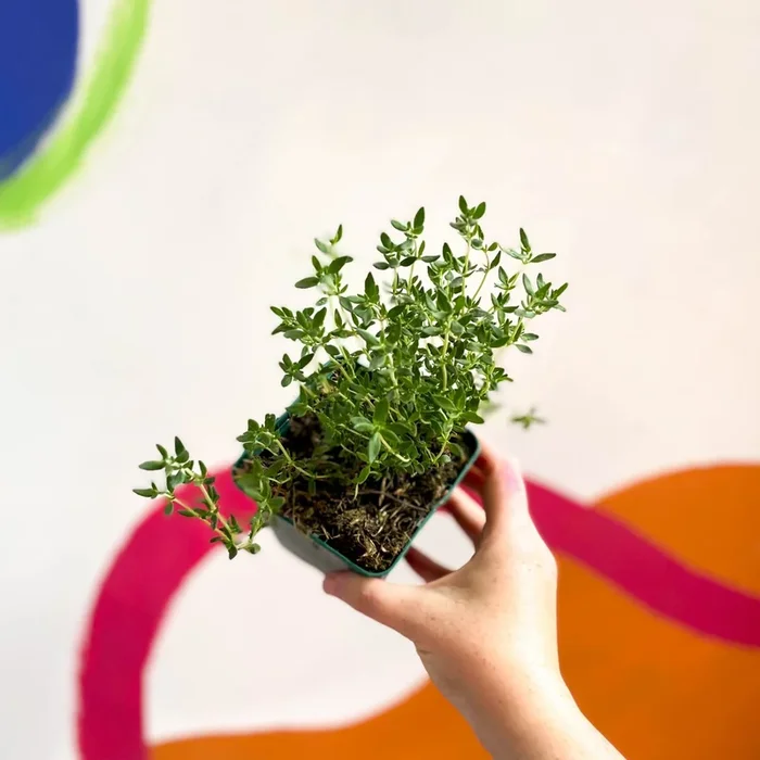 Garden Thyme – Thymus vulgaris – Cotswolds Grown Culinary Herbs