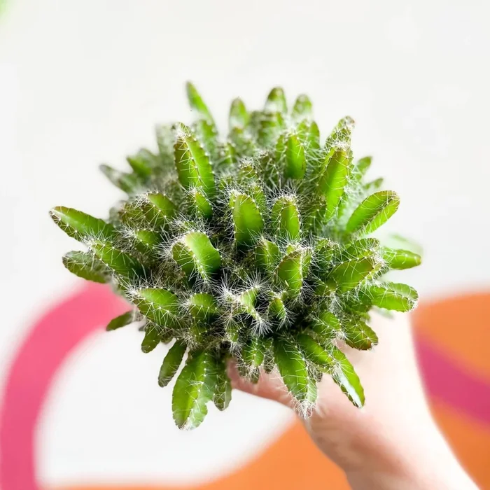 Hylocereus undatus – Dragon Fruit Cactus