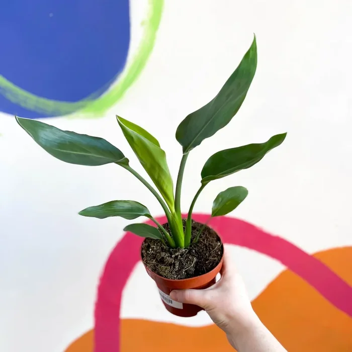 Orange Bird of Paradise – Strelitzia reginae