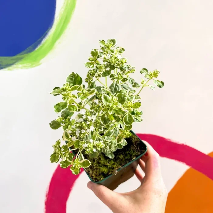 Oregano – Origanum vulgare variegata – Cotswolds Grown Culinary Herbs