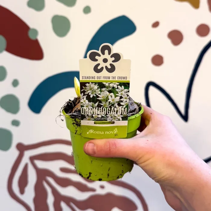 Ornithogalum balansae – Star of Bethlehem