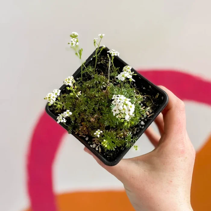 Oval Purse – Hutchinsia alpina ‘Crystal Carpet’ – British Grown Evergreen Perennial Alpine