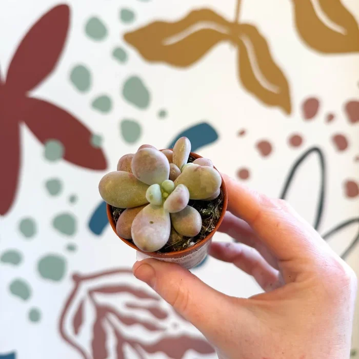 Pachyphytum oviferum ‘Momobijin’ – Lavender Moonstone