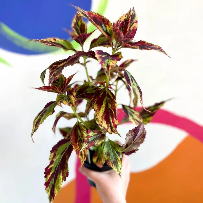 Painted Nettle – Coleus ‘Combat’ – Welsh Grown