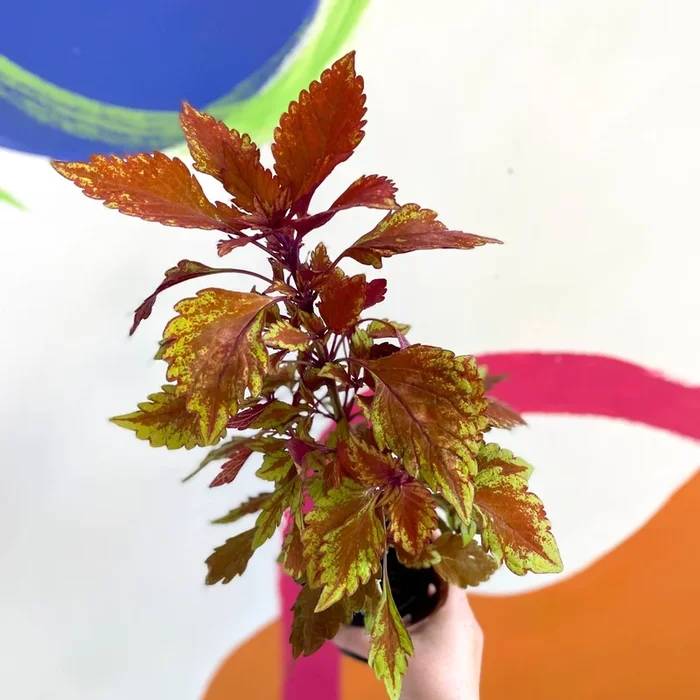 Painted Nettle – Coleus ‘Long Island Iced Tea’ – Welsh Grown
