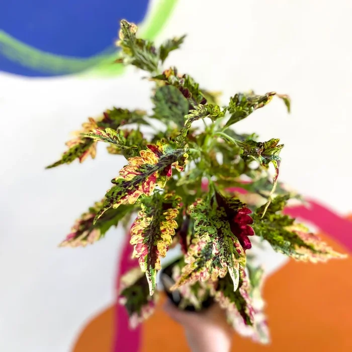 Painted Nettle – Coleus ‘Paisley Shawl’ – Welsh Grown