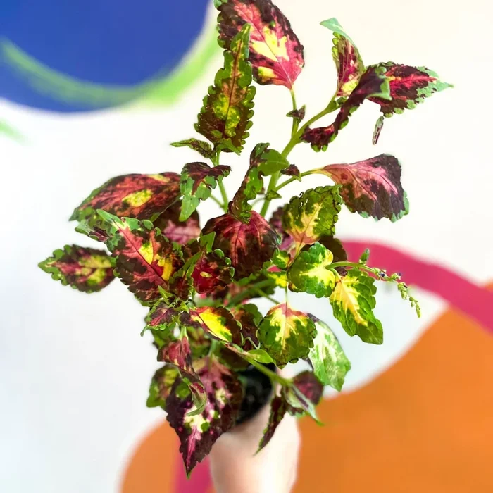 Painted Nettle – Coleus unnamed #11 – Welsh Grown