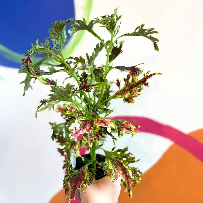 Painted Nettle – Coleus unnamed #12 – Welsh Grown