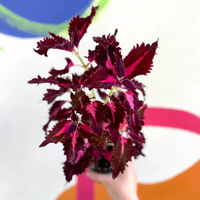 Painted Nettle – Coleus unnamed #9 – Welsh Grown