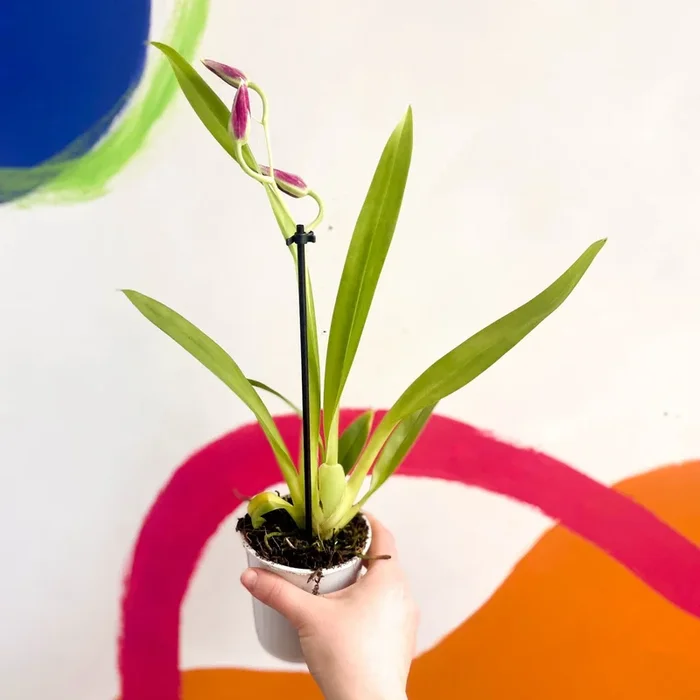 Pansy Orchid – Miltoniopsis