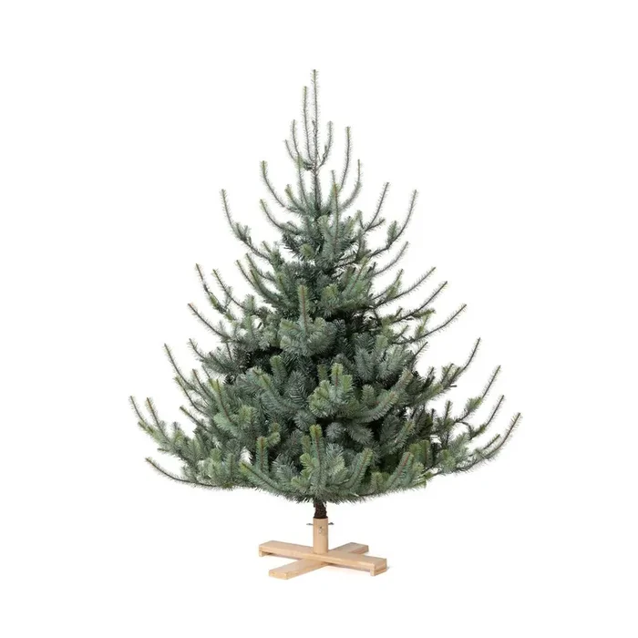 Park Hill Blue Spruce Christmas Tree, 5.5‘ Tree Lot
