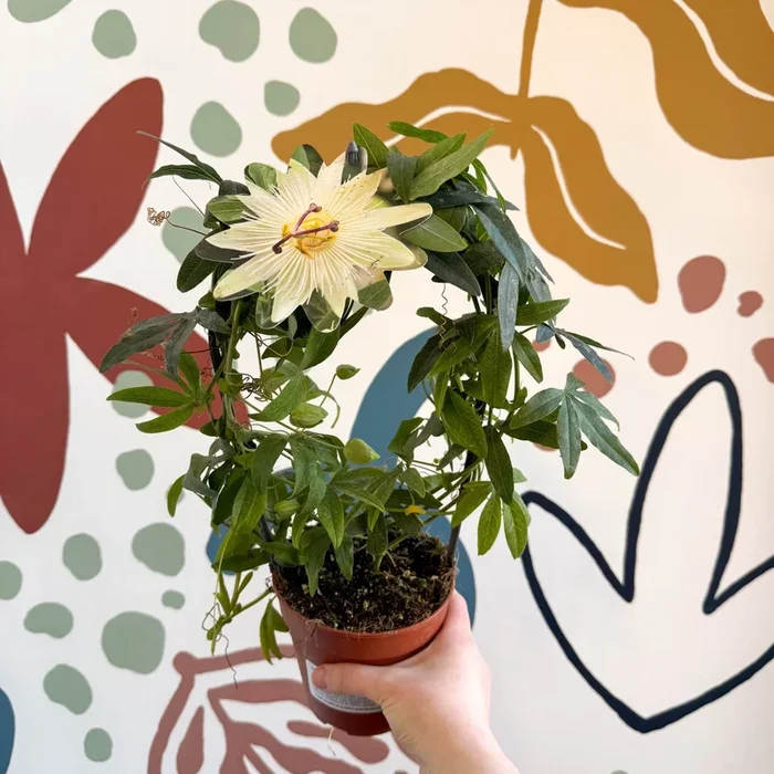 Passiflora caerulea ‘Constance Elliott’ – White Passionflower