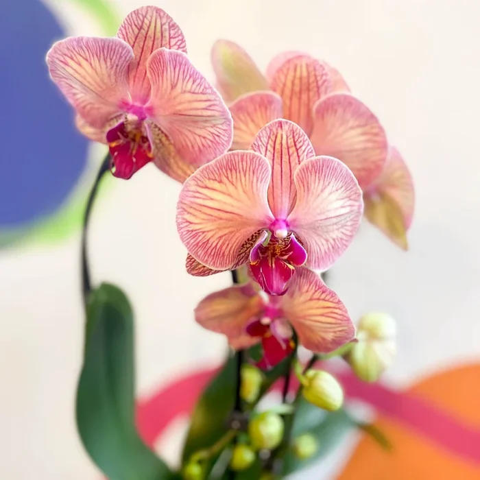 Peach & Pink Moth Orchid – Phalaenopsis ‘Tropical Wonderland’