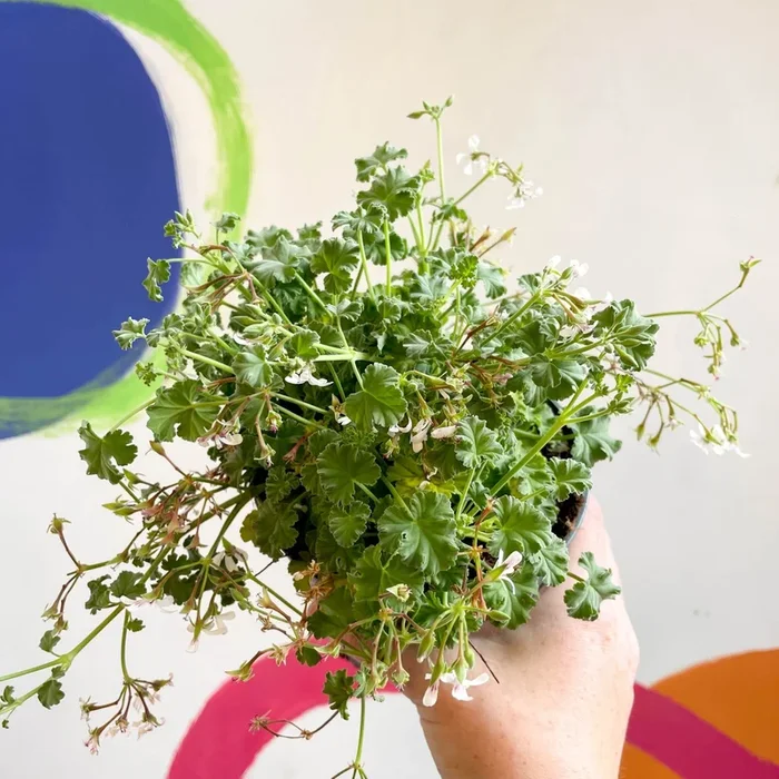 Pelargonium odoratissimum – Apple Scented Geranium