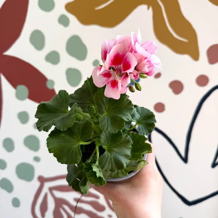 Pelargonium zonale ‘Toscana Sil Linus’ – Bedding Geranium