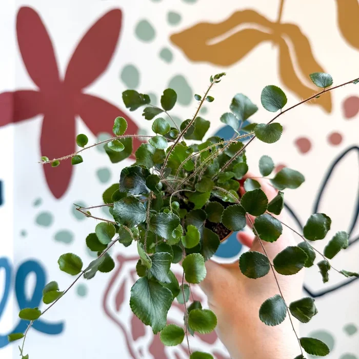 Pellaea rotundifolia – Button Fern