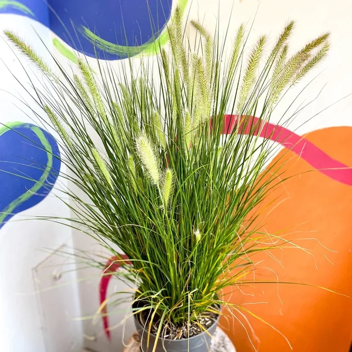 Pennisetum alopecuroides ‘Hameln’ – Chinese Fountain Grass